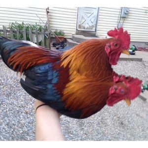 Meet your Posher, Marla